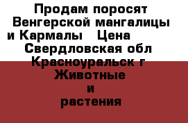 Продам поросят Венгерской мангалицы и Кармалы › Цена ­ 4 000 - Свердловская обл., Красноуральск г. Животные и растения » Другие животные   